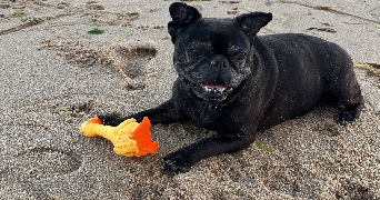 salomé pet sitter à RENNES 35000_1