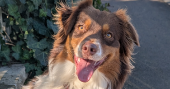 jehanne pet sitter à GENAS 69740_0