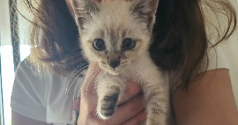 noyale pet sitter à BAYONNE 64100_1