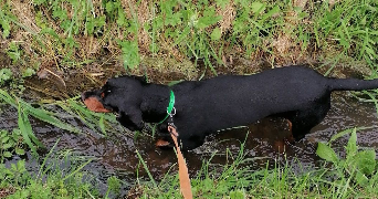 maëlyse pet sitter à CAEN 14000_4