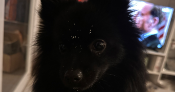 ines pet sitter à CASTANET TOLOSAN 31320_2