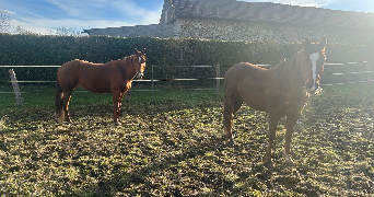 marion pet sitter à CATENOY 60840_1