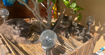 grétha cat sitter à MORDELLES 35310_7