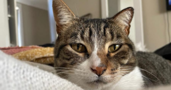 juana pet sitter à CHAMONIX MONT BLANC 74400_1