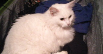 ambre pet sitter à MAUBEC 84660_4