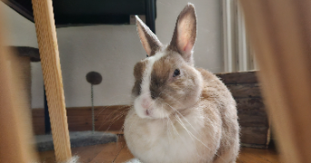 audrey pet sitter à PELOUSEY 25170_3