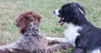 camille pet sitter à Châteauroux 36000_2