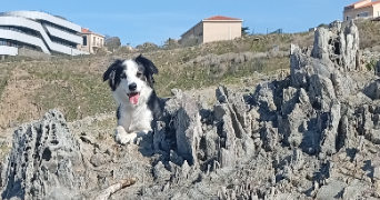 coline pet sitter à PORT VENDRES 66660_0