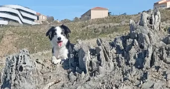 coline pet sitter à PORT VENDRES 66660