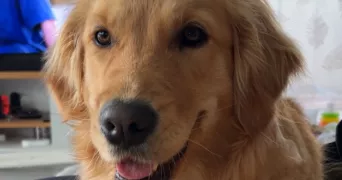 alyson pet sitter à MONTELIER 26120