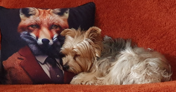 audrey pet sitter à Romorantin-Lanthenay 41200_1