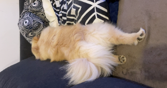 anaëlle pet sitter à ELBEUF 76500_6