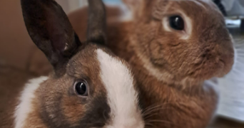 elisabeth pet sitter à PARIS 01 75001_3