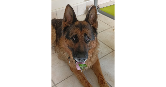 lea pet sitter à ISTRES 13800_3