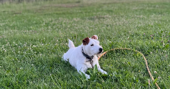 claire pet sitter à NOISY LE ROI 78590_7