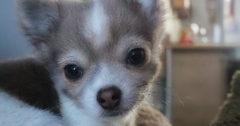 laura pet sitter à FRESNOY EN THELLE 60530_5