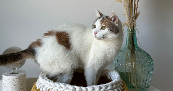 maëlle pet sitter à REZE 44400_4