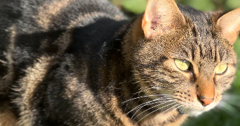 marine pet sitter à VILLEPARISIS 77270_3