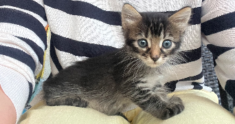 maud pet sitter à PAIMBOEUF 44560_1