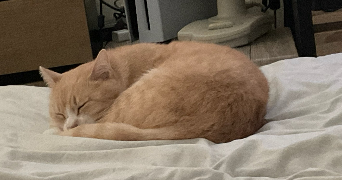 manon pet sitter à VANDOEUVRE LES NANCY 54500_8