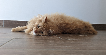 tiphaine pet sitter à SCHEIBENHARD 67630_6