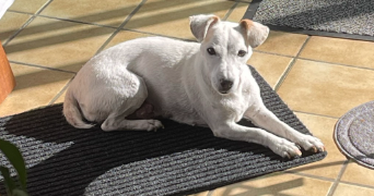 justine pet sitter à CHAMBOURCY 78240_2