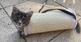 marion pet sitter à STRASBOURG 67100_2