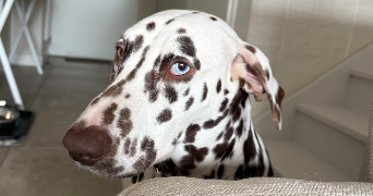 simon pet sitter à BAUVIN 59221_8