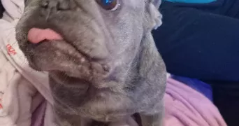 elisabeth pet sitter à GOURDAN POLIGNAN 31210