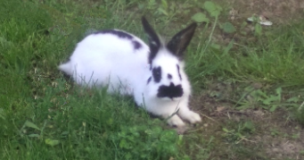 lina  pet sitter à WITTELSHEIM 68310_4