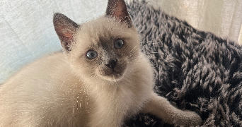 yasmine pet sitter à BAGNOLET 93170_2