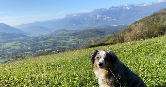 stephanie dog sitter à BRESSON 38320_3
