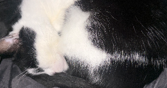 naomie pet sitter à ROYAN 17200_1