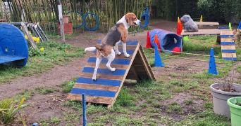 isabelle pet sitter à LE PALAIS SUR VIENNE 87410_8