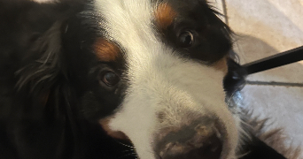 emma pet sitter à BAYONNE 64100_2