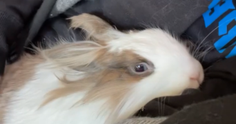 elena pet sitter à FREPILLON 95740_4