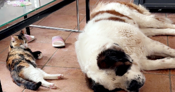salomé pet sitter à TRECLUN 21130_0