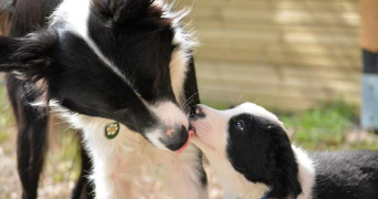 ruby pet sitter à REALMONT 81120_2