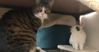 alice pet sitter à CRAINTILLEUX 42210_11
