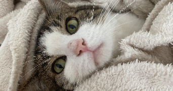 célia pet sitter à CHAUMONT SUR THARONNE 41600_4