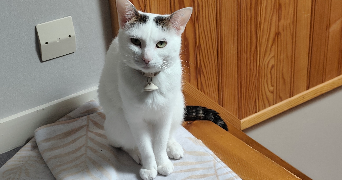 maëva pet sitter à TOULON 83000_3