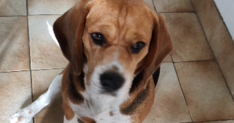 ilona pet sitter à LE BOURGNEUF LA FORET 53410_5