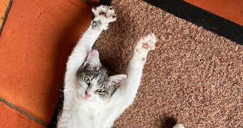 celine pet sitter à LANNION 22300_1