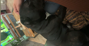 lucie pet sitter à MERIGNAC 33700_2