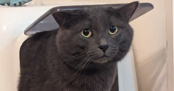 mai et rémi pet sitter à BOIS COLOMBES 92270_1