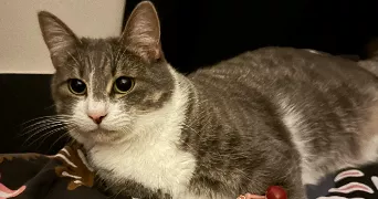 ingrid pet sitter à BOIRY ST MARTIN 62175