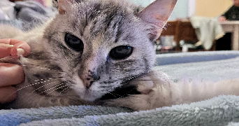 maëva pet sitter à PLESCOP 56890_5