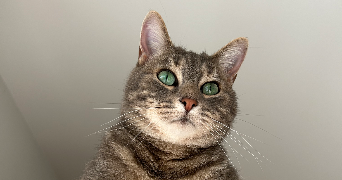 maelle pet sitter à MORSCHWILLER LE BAS 68790_0