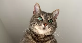 maelle pet sitter à MORSCHWILLER LE BAS 68790