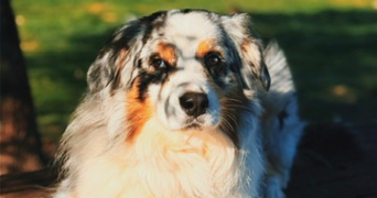 carina pet sitter à VIVIERS LES MONTAGNES 81290_2